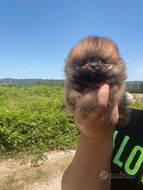 Spitz Pomerania Nano