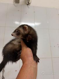 Furetto