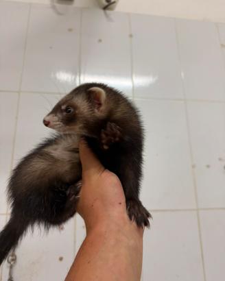 Furetto