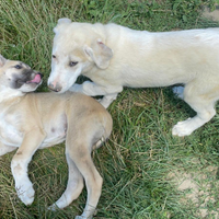 Cani da guardiania Pastori del Caucaso georgiani