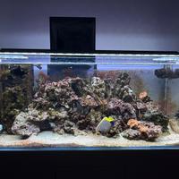 Acquario amtra 300 litri