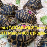 TARTARUGHE - Hermanni ADULTI (Tutta ITALIA)