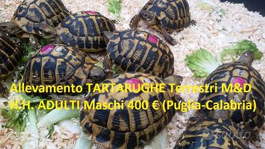 TARTARUGHE - Hermanni ADULTI (Tutta ITALIA)