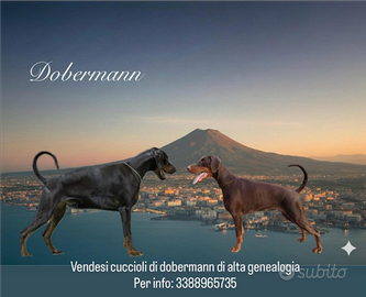 Dobermann alta genealogia