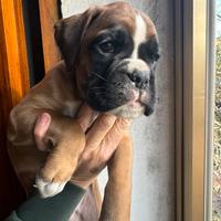 Cuccioli Boxer Fulvo
