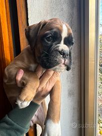 Cucciole Boxer Fulvo