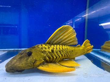 Hypostomus Luteus /Discus