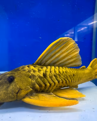 Hypostomus Luteus /Discus