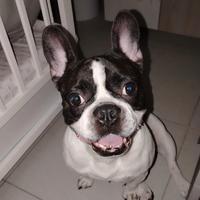 Bulldog francese padrone esperto/educatore