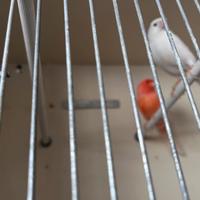 Canarini copia rosso e bianco