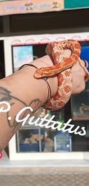 Elaphe guttata/Serpente del Grano