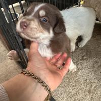 Cuccioli in adozione