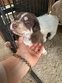 Cuccioli in adozione