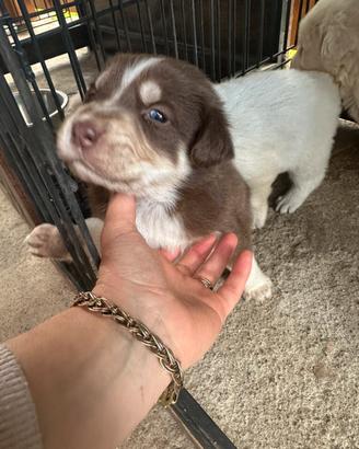 Cuccioli in adozione