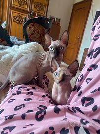 Femmine di Sphynx