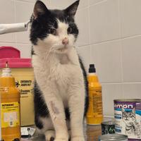 Adozione del cuore/stallo