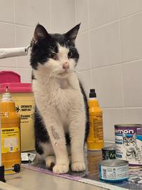 Adozione del cuore/stallo