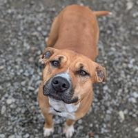 Galatina dolcissima cucciolona in adozione