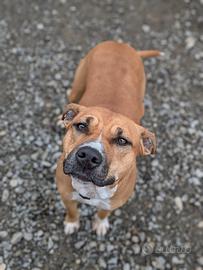 Galatina dolcissima cucciolona in adozione