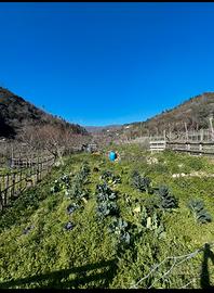 Terreno agricolo a orco feglino