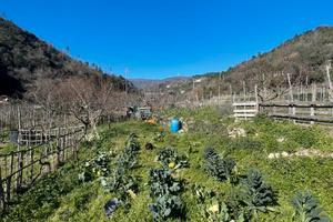 Terreno agricolo a orco feglino