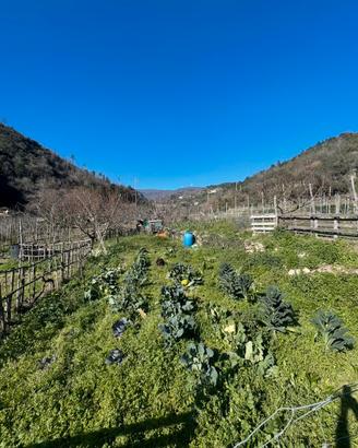 Terreno agricolo a orco feglino