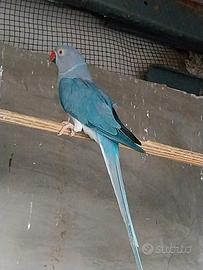 Parrocchetti femmina