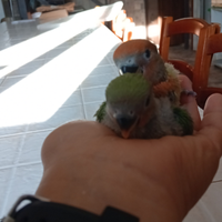 Inseparabili allevati a mano