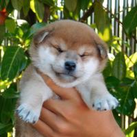 Ultimo splendido cucciolo Shiba