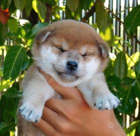 Ultimo splendido cucciolo Shiba