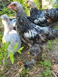 Galletto Brahma perniciato