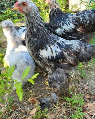 Galletto Brahma perniciato