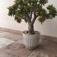 Bonsai gigante di Crassula