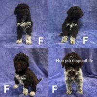Cuccioli di Lagotto Romagnolo con Pedigree