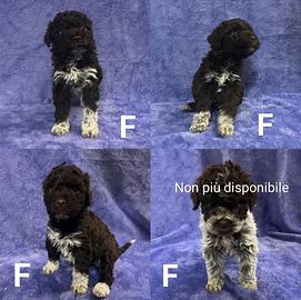 Cuccioli di Lagotto Romagnolo con Pedigree