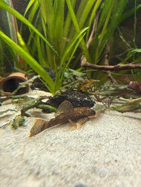 Ancistrus Red Rock
