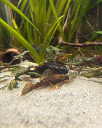 Ancistrus Red Rock