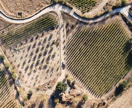 Terreno agricolo con vigneto e frutteto