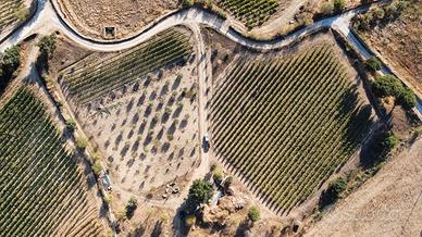 Terreno agricolo con vigneto e frutteto