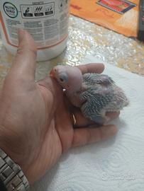 Parrocchetto dal collare