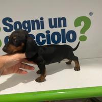 Bassotto nano nero focato disponibile