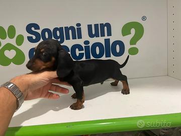 Bassotto nano nero focato disponibile