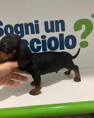 Bassotto nano nero focato disponibile