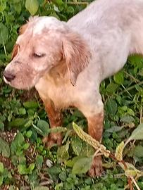 Cucciolo setter 4 mesi e mezza