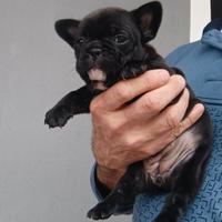 Cuccioli Bulldog Francese