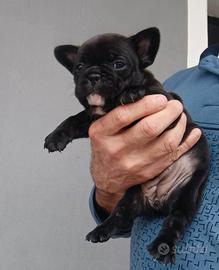 Cuccioli Bulldog Francese