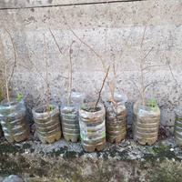 piantine di melograno