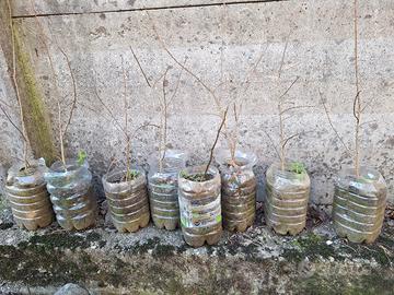 piantine di melograno