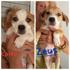 Zeus e Koiba