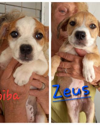 Zeus e Koiba